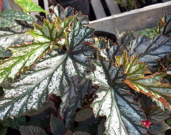 B. ‘Early Frost’